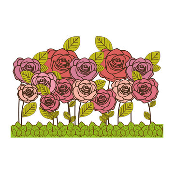rose flowers icon image vector illustration design