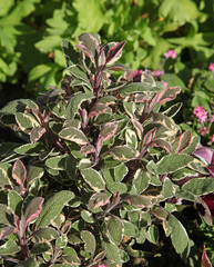 Salvia Officinalis 'Purpurascens'