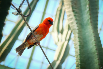 Small bird perched on a wire
