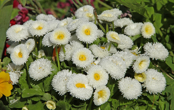 P&acirc;querette bellis perennis blanche