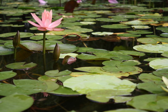 
pink lily on the water surface surrounded by leaves