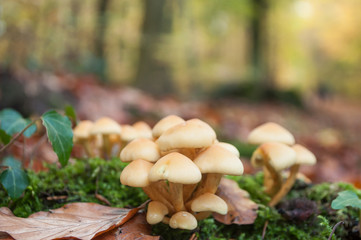 champignons sur une souche d'arbre en automne