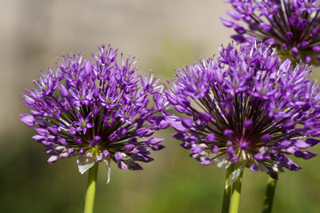 Obraz premium Flower detail full of color