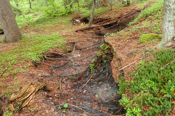 Fototapeta premium Crack in the earth and pulled tree roots, consequence of a lands