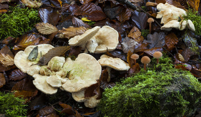 Hydnum repandum. Wood Hedgehog