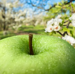 Apple.