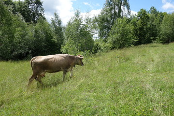 Cow grazing on a green field. Transcarpathia
