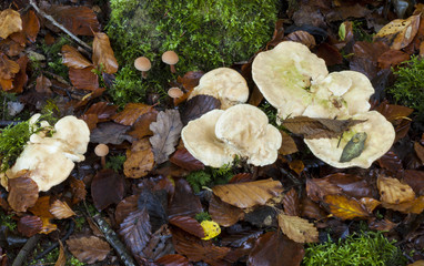 Hydnum repandum. Wood Hedgehog