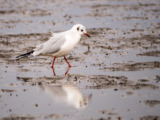 Möwe im Watt
