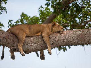 Lioness asleep on a fig tree branch
