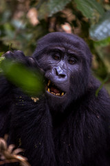 Silverback Gorilla at Bwindi National Park