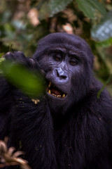 Fototapeta premium Silverback Gorilla at Bwindi National Park