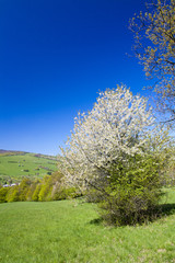 Spring mountains in the morning
