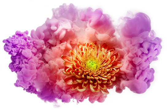 orange dahlia in a multicolored paint cloud isolated on white