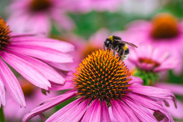 Pink ehinacea flower with bee on it. Yellow, orange, and green colors detailed close up macro photo. Spring, summer wildlife, outdoors, nature.