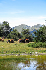 Naklejka premium Wild horses in Aran valley in the Catalan Pyrenees, Spain