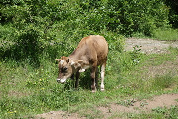 Cow grazing on a green field. Transcarpathia