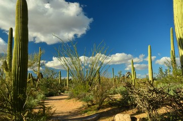 Saguarro National Park, Arizona