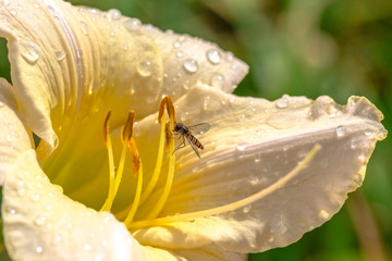 Fresh old lace white flower after rain with raindrops dew with bee flying close to it with smooth green background. Yellow orange and green colors. Concept of freshness nature. Detailed close up macro