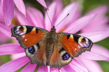 Butterfly on daisy flower with soft background. Detailed close up macro in white, yellow, orange and green colors. 