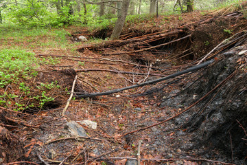 Crack in the earth and pulled tree roots, consequence of a lands