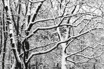 Snow-covered trees in the park