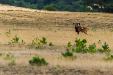 Mufflon in der Graslandschaft