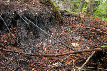 Crack in the earth and pulled tree roots, consequence of a lands