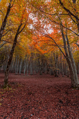Fototapeta premium Autumnal foliage in Canfaito forest