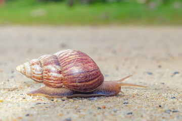 Snail crawling slowly on dirt sand track in the garden. Selective focus
