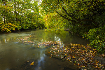 Obraz premium Woodland with river. Northumberland. England. UK.