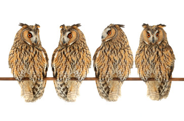  owls
