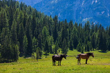 Horses on the green meadow in Dolomite Alps, Italy
