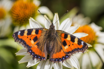 Butterfly on daisy flower with soft background. Detailed close up macro in white, yellow, orange and green colors.