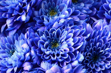 Details of blue flower for background or texture