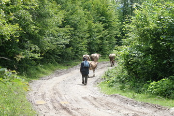 Obraz premium Cows are on the road. Transcarpathia