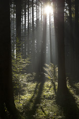 Herbstwald mit Sonnenstrahlen in Bayern, Deutschland