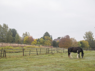 Fototapeta na wymiar horses morning walk