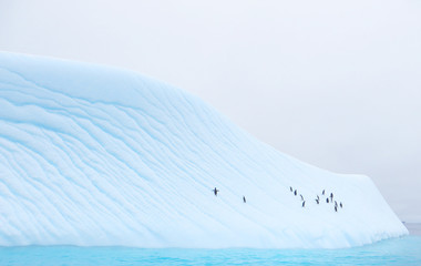 iceberg floating in antarctica with penguins © josemagon