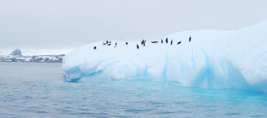 iceberg floating in antarctica with penguins - obrazy, fototapety, plakaty