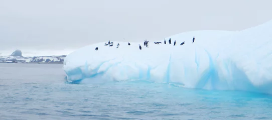 Deurstickers ijsberg drijvend in antarctica met pinguïns © josemagon