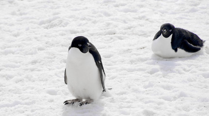 wild penguin on snow