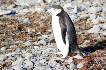 Fototapeta premium Wild penguins resting by the sea coast