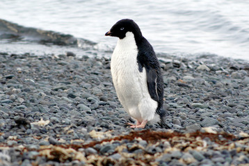 Naklejka premium Wild penguins resting by the sea coast