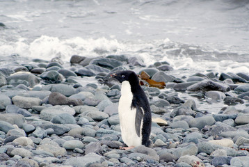 Obraz premium Wild penguins resting by the sea coast