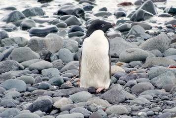 Obraz premium Wild penguins resting by the sea coast