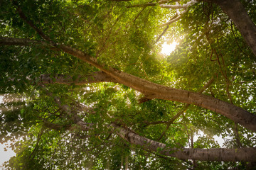 Fototapeta na wymiar Green leaf tree in sunlight background
