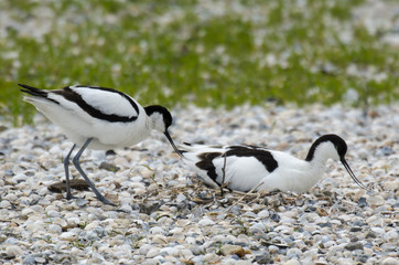 Avocette élégante, nid, Recurvirostra avosetta