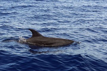 Obraz premium Rückenflosse eines Delfins