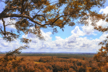 autumn forest against blue sky in a cloudy day.